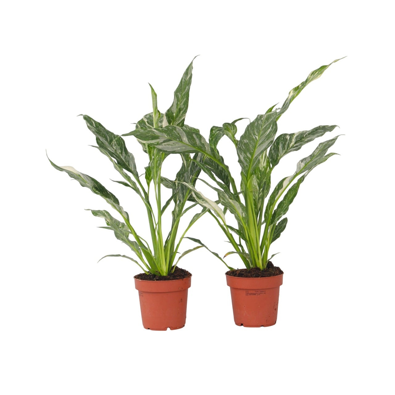 Peace Lilly - 2 Pcs. - Spathiphyllum 'diamond' - Height 40-50cm - ⌀12cm | Set-of-2 | Green
