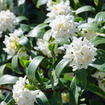 Daphne Perfume Princess White - 1 X 9cm Pot