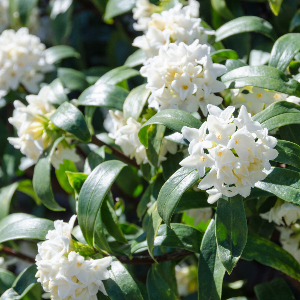 Daphne Perfume Princess White - 1 X 9cm Pot