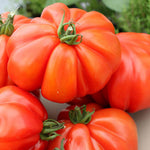 Tomato Corazon F1 (albenga Oxheart Beefsteak) Seeds | 5 Seeds