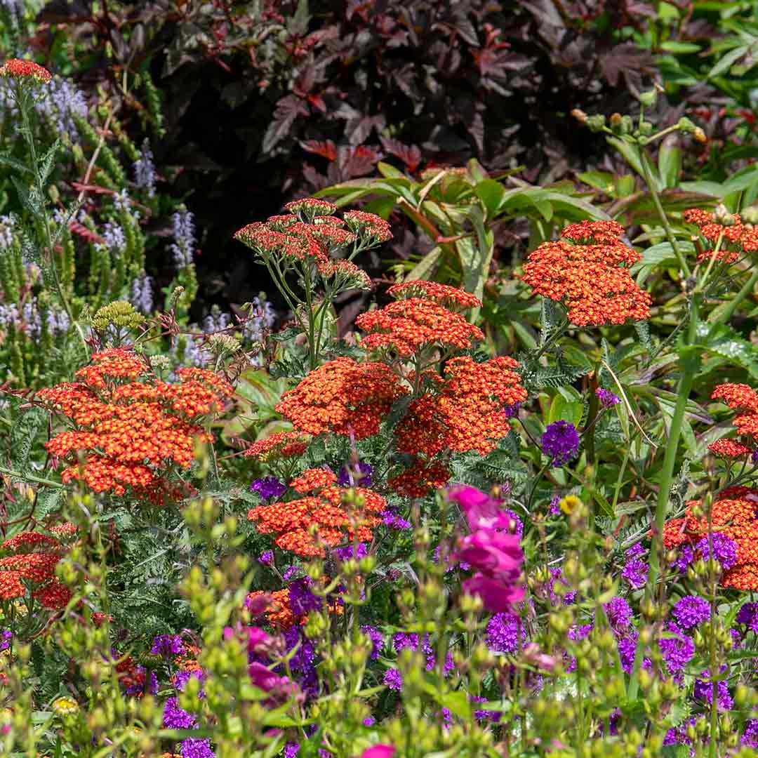 Achillea 'sassy Summer Sunset' 80cm 9cm | Set of 1