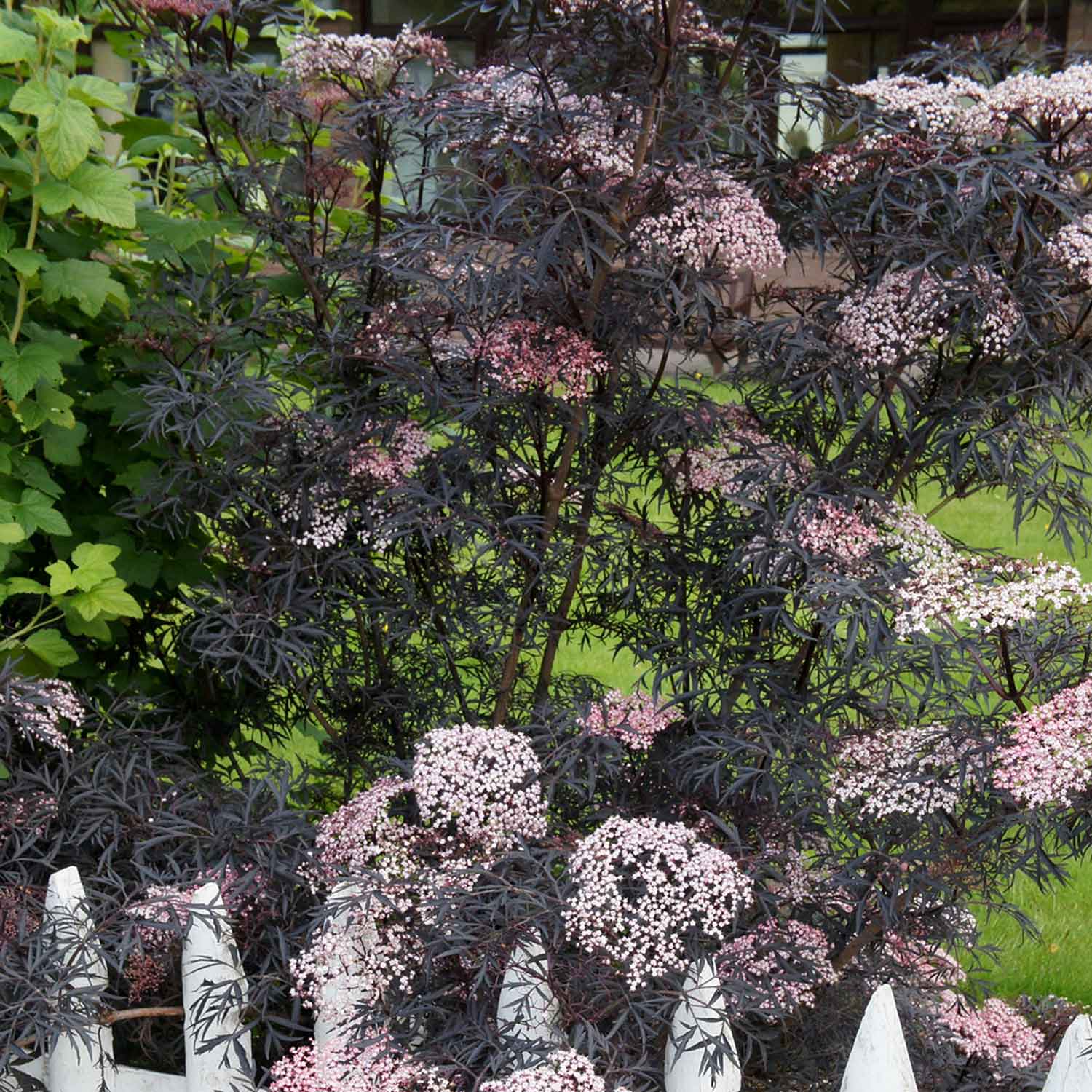 Sambucus Nigra 'black Lace' - Black Foliage Shrub, White Flowers, Bird‑attractive | 1 x 7.5L | Pink & Black