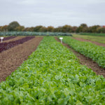Spinach Renegade Seedlings - Hardy Disease-resistant | 12 x Garden Ready Plants | Green