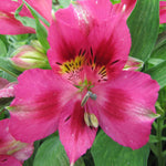 Hayloft Alstroemeria Pitchoune 'lola' 3 x 9cm Pots