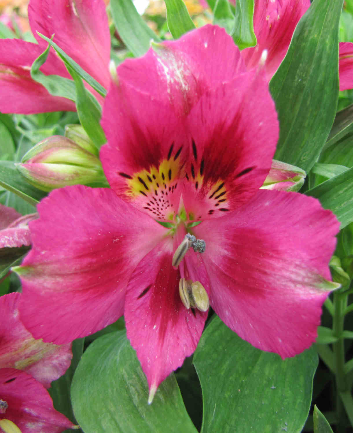 Hayloft Alstroemeria Pitchoune 'lola' 3 x 9cm Pots