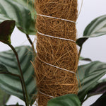 Grow Pole | 140cm