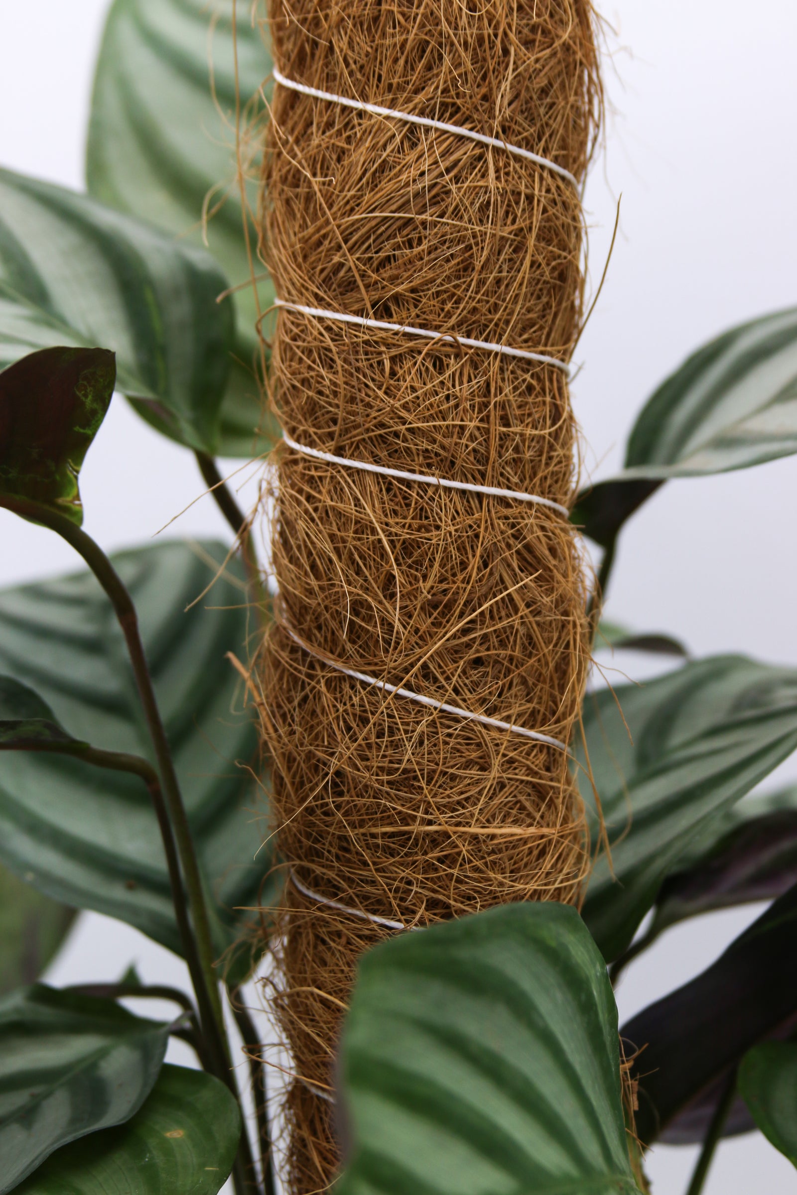 Grow Pole | 140cm