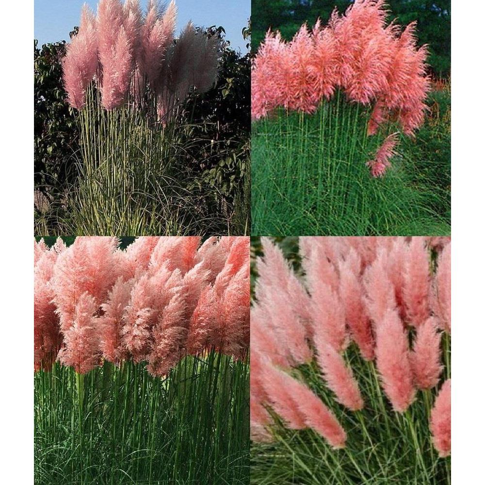 Direct Plants Cortaderia Rosea Pink Pampas Grass Extra Large Plant 3-4ft Supplied In A 7.5 Litre Pot