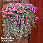 Coral Falls Preplanted Basket | 25cm