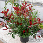 Photinia 'red Robin' Evergreen Shrub For Hedges And Containers | 1 x 9cm | Red