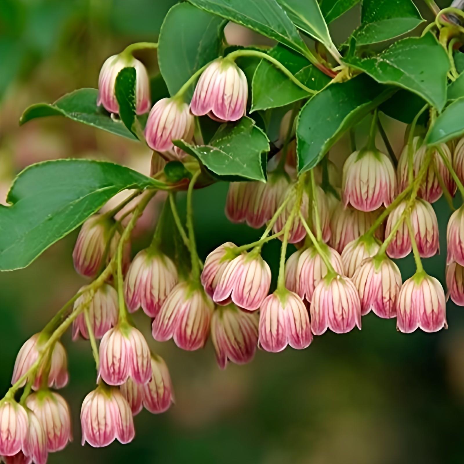 Enkianthus Campanulatus Red Bells Garden Shrub Plant