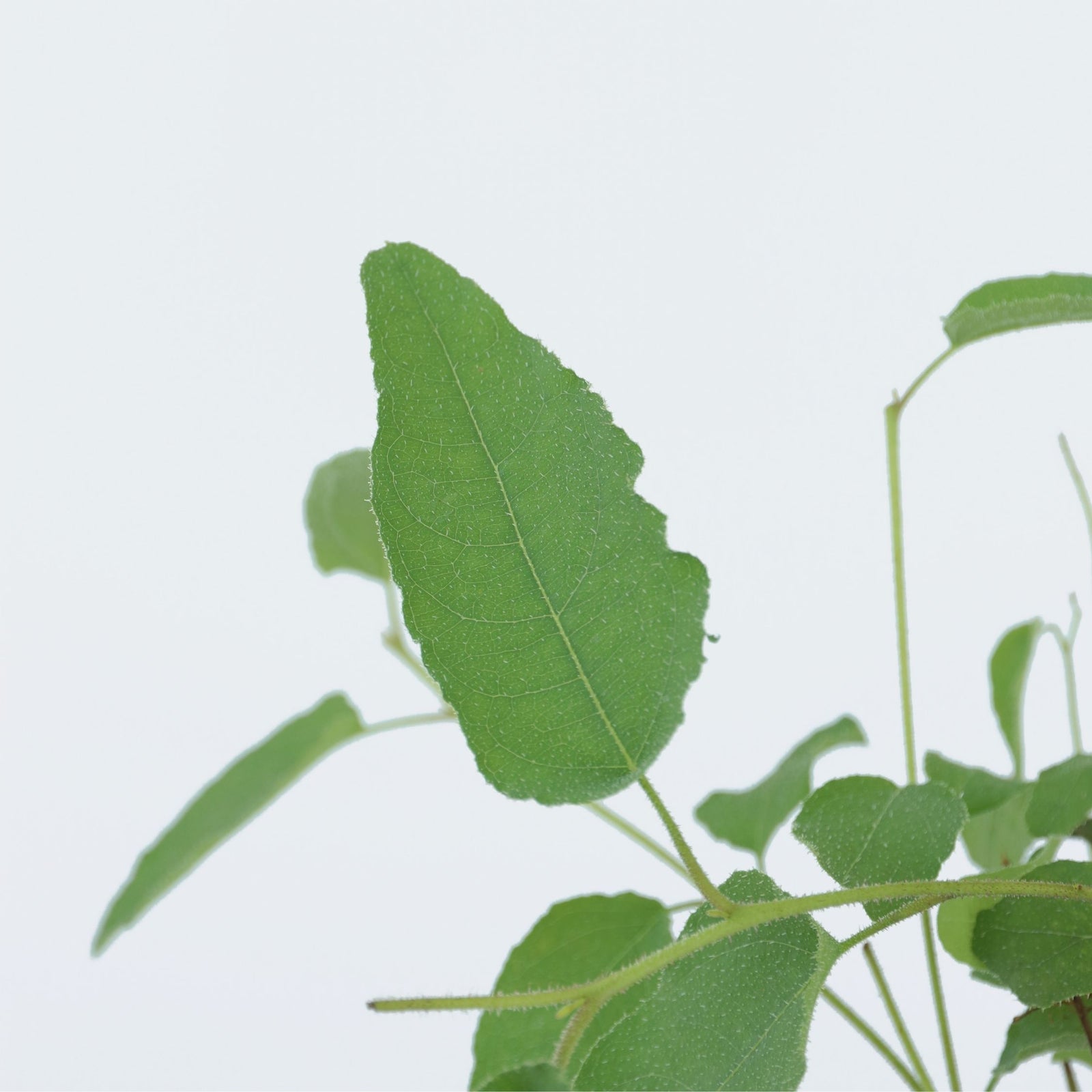 Gum Bush - 2 Pcs. - Eucalyptus 'citriodora' - Height 35-45cm - ⌀15cm