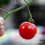 Garden Grafted Bush Tomato Lizzano — Compact, Blight-resistant, Ideal For Containers 7cm Plant | Set of 3