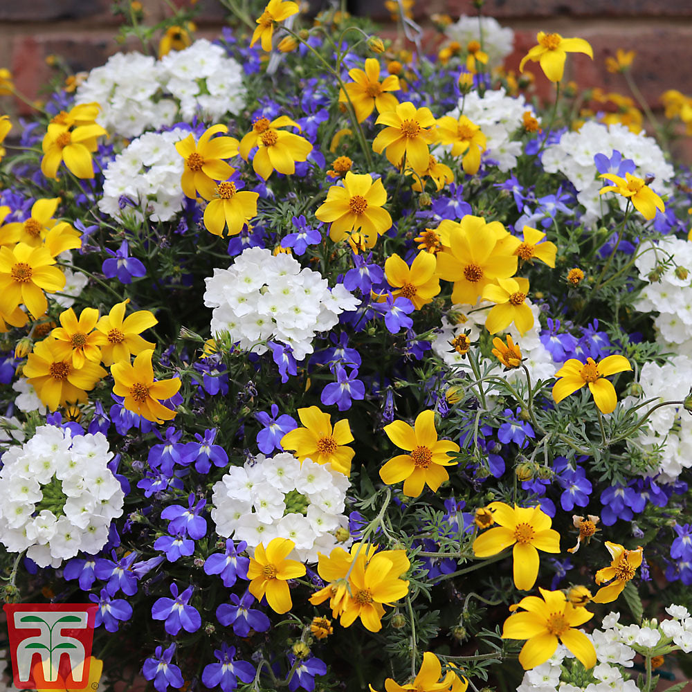 Sherbet Lemon Preplanted Hanging Basket | 25cm