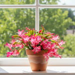 Schlumbergera Red Christmas Cactus | 2 x 9cm | Deep Red