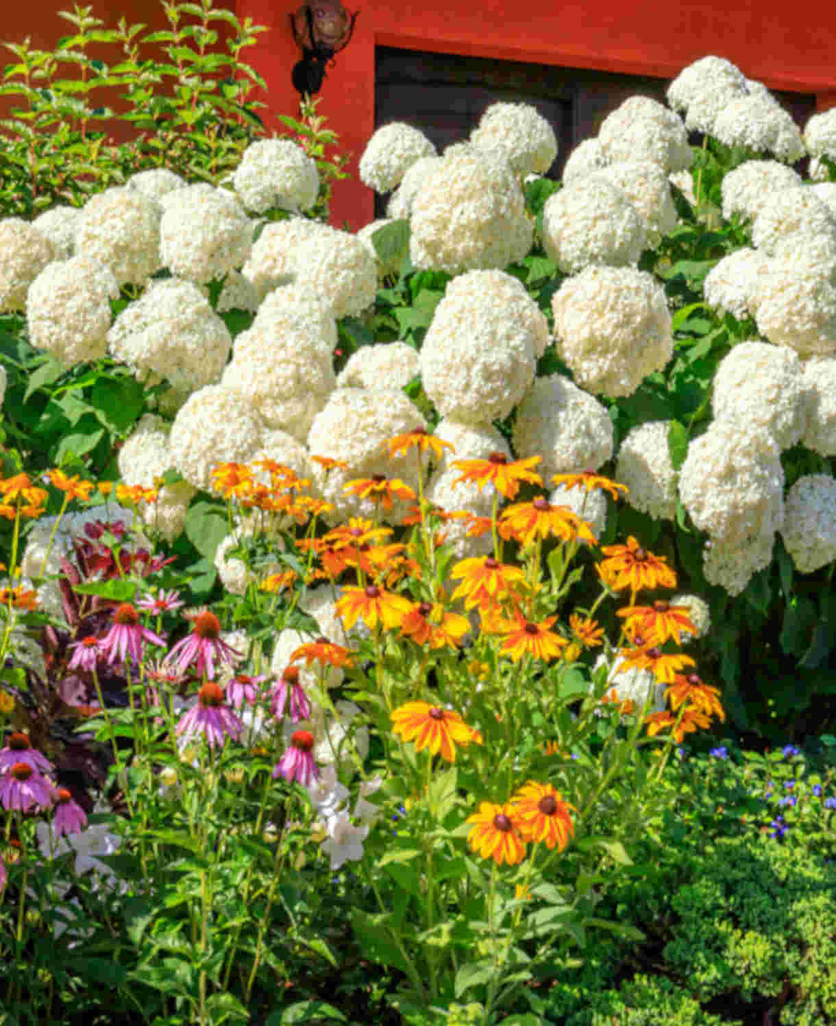 Hydrangea Arborescens Annabelle - 9cm pots | 3 x 9cm | White
