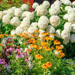 Hydrangea Arborescens Annabelle - 9cm pots | 1 x 9cm | White