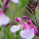 Hayloft Salvia Collection - 6 Different Salvias Chosen From The Best In Our Nursery - 9cm pots.