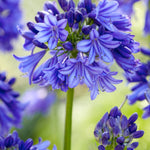Agapanthus Queen Of The Ocean | Set of 3 | Blue