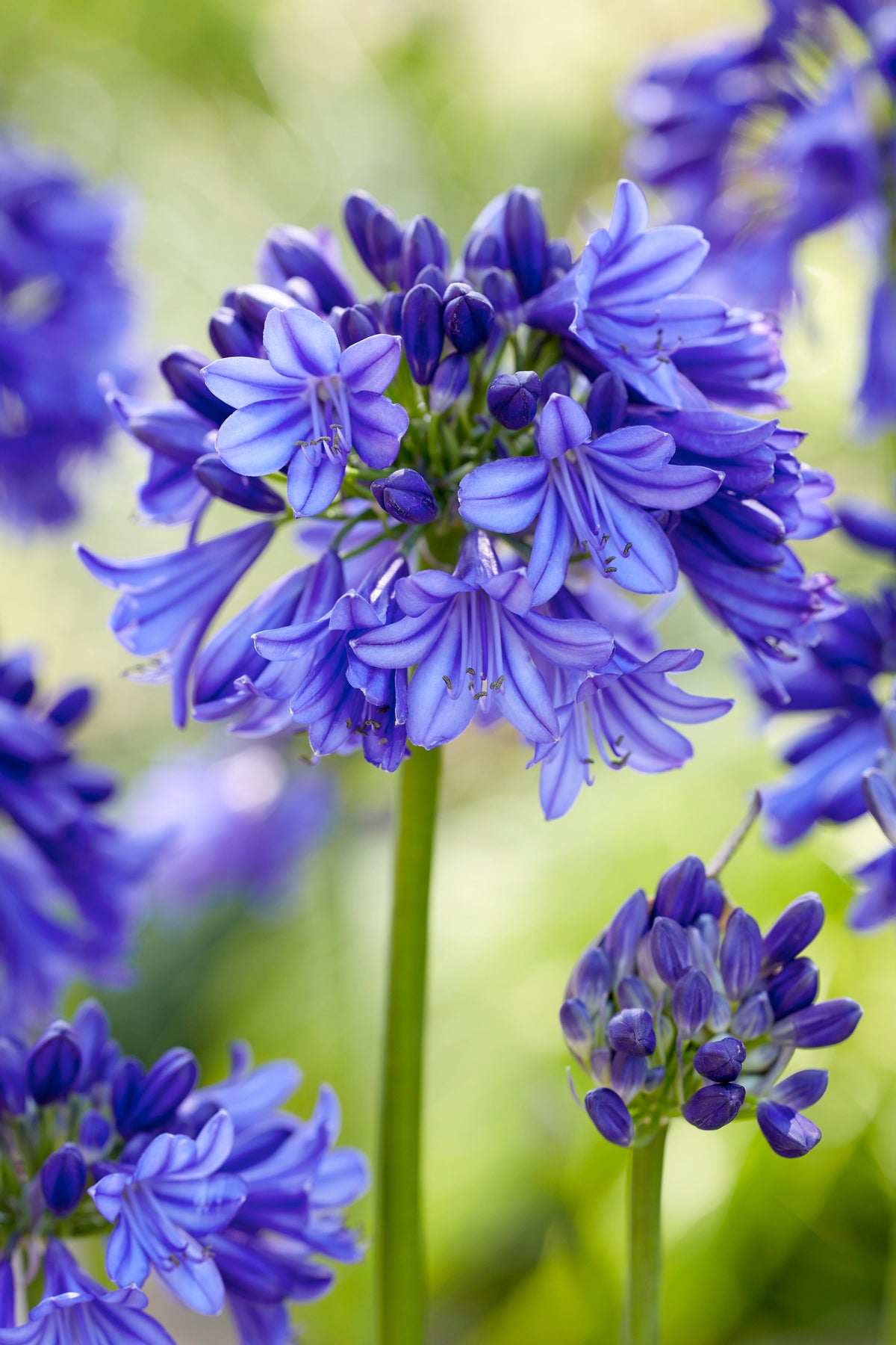 Agapanthus Queen Of The Ocean | Set of 3 | Blue