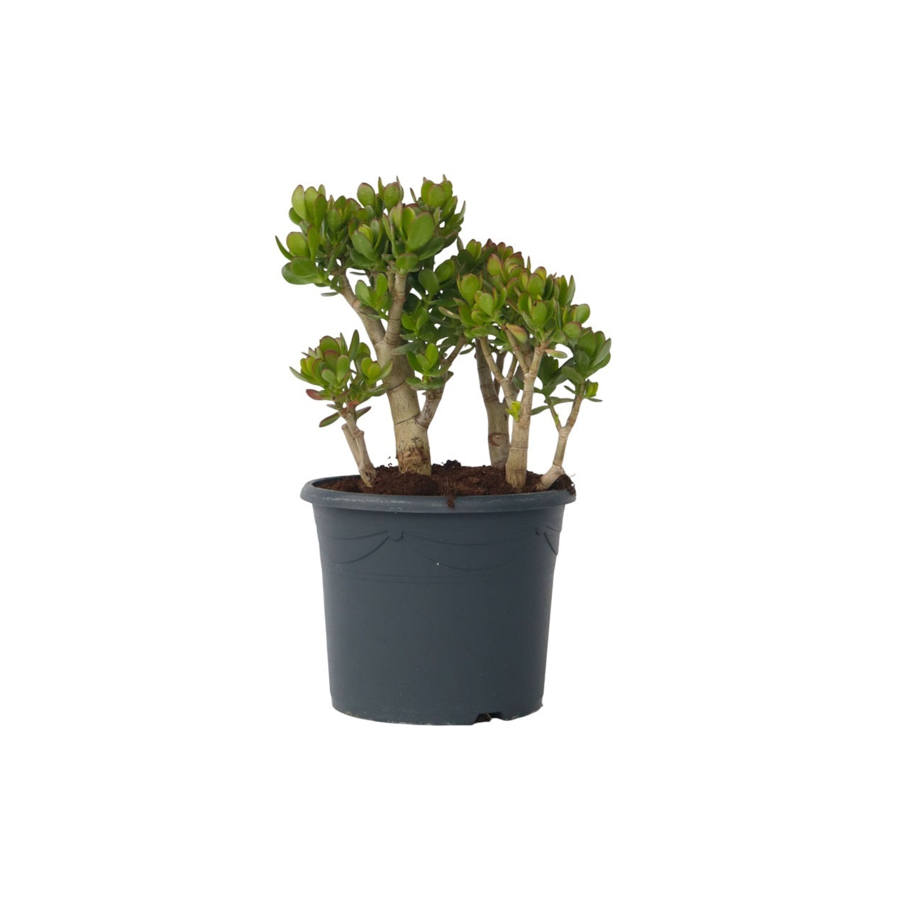 Jade Plant - Crassula Ovata 'minor' - Height 60-65cm - ⌀30cm | Set of 1 | Green
