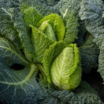 Cabbage Stelvio - Compact, Sweet Savoy-type For Small Plots Pro Grower Plugs | Set of 8 | Green