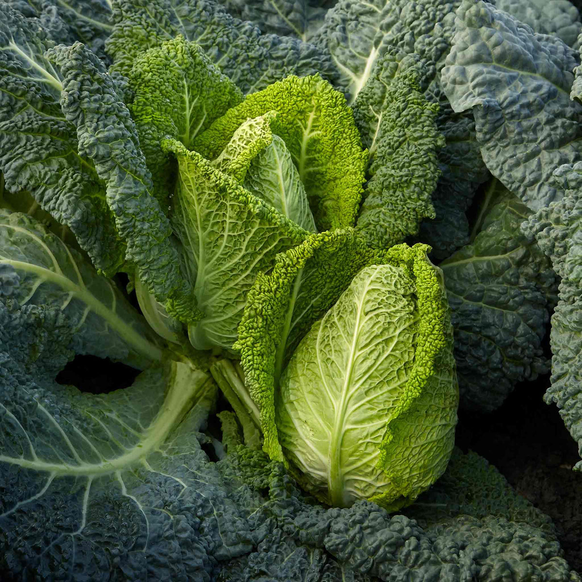 Cabbage Stelvio - Compact, Sweet Savoy-type For Small Plots Pro Grower Plugs | Set of 8 | Green