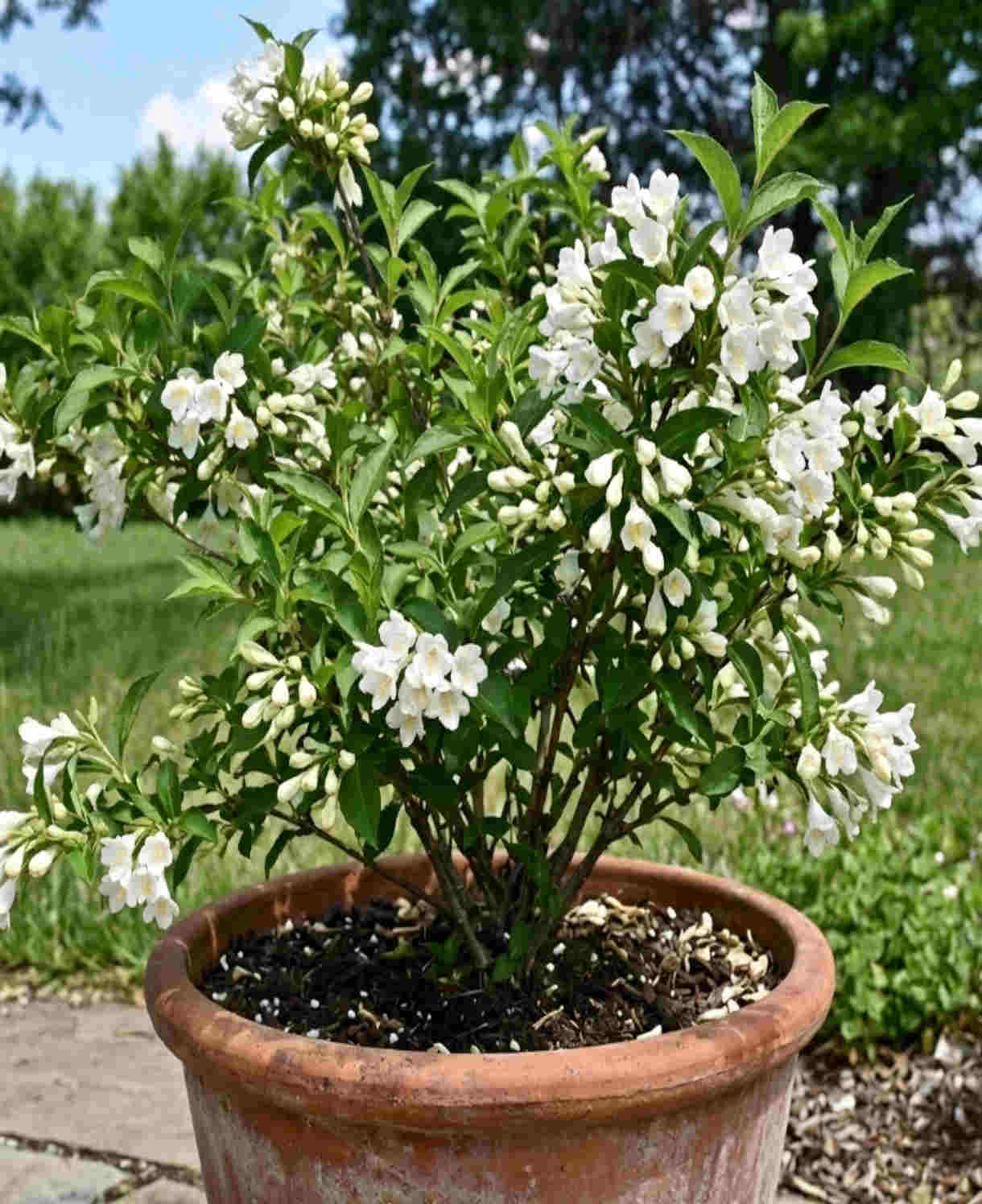 Weigela Florida 'snowflake' - 9cm pots | Set-of-2 | White
