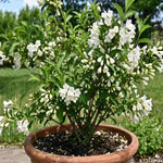 Weigela Florida 'snowflake' - 9cm pots | Set-of-1 | White