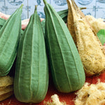 Loofah (luffa) Climbing Plant Smooth-skinned Variety | 6 x Jumbo Plugs | Green
