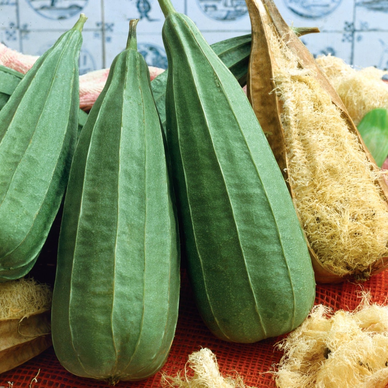 Loofah (luffa) Climbing Plant Smooth-skinned Variety | 6 x Jumbo Plugs | Green
