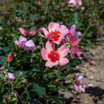 Rose 'for Your Eyes Only' Floribunda Roty 2015 | 1 x Bare Root | Pink