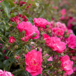 Flower Carpet Pink Supreme Groundcover Rose | 1 x Bare Root | Pink