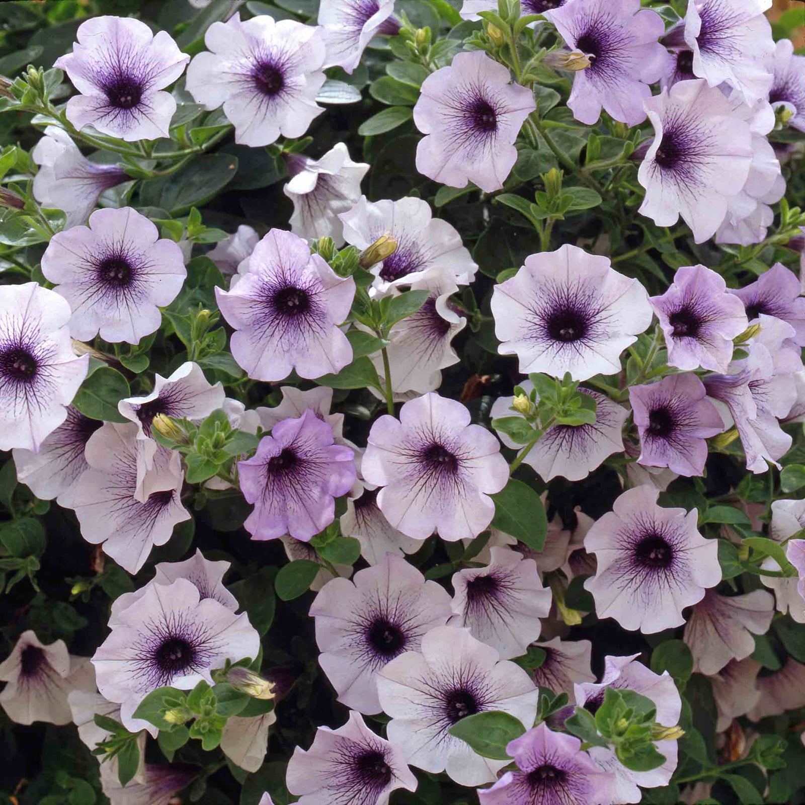 Petunia Surfinia 'blue Vein' Plug Plant | 6 x Plug Plants | Multi