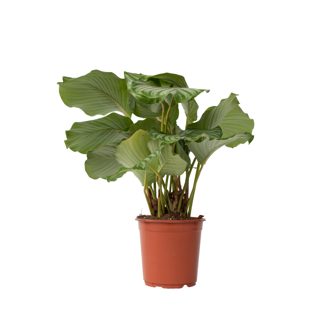 Prayer Plant - Calathea 'orbifolia' - Height 55-60cm - ⌀21cm | Set of 1 | Green