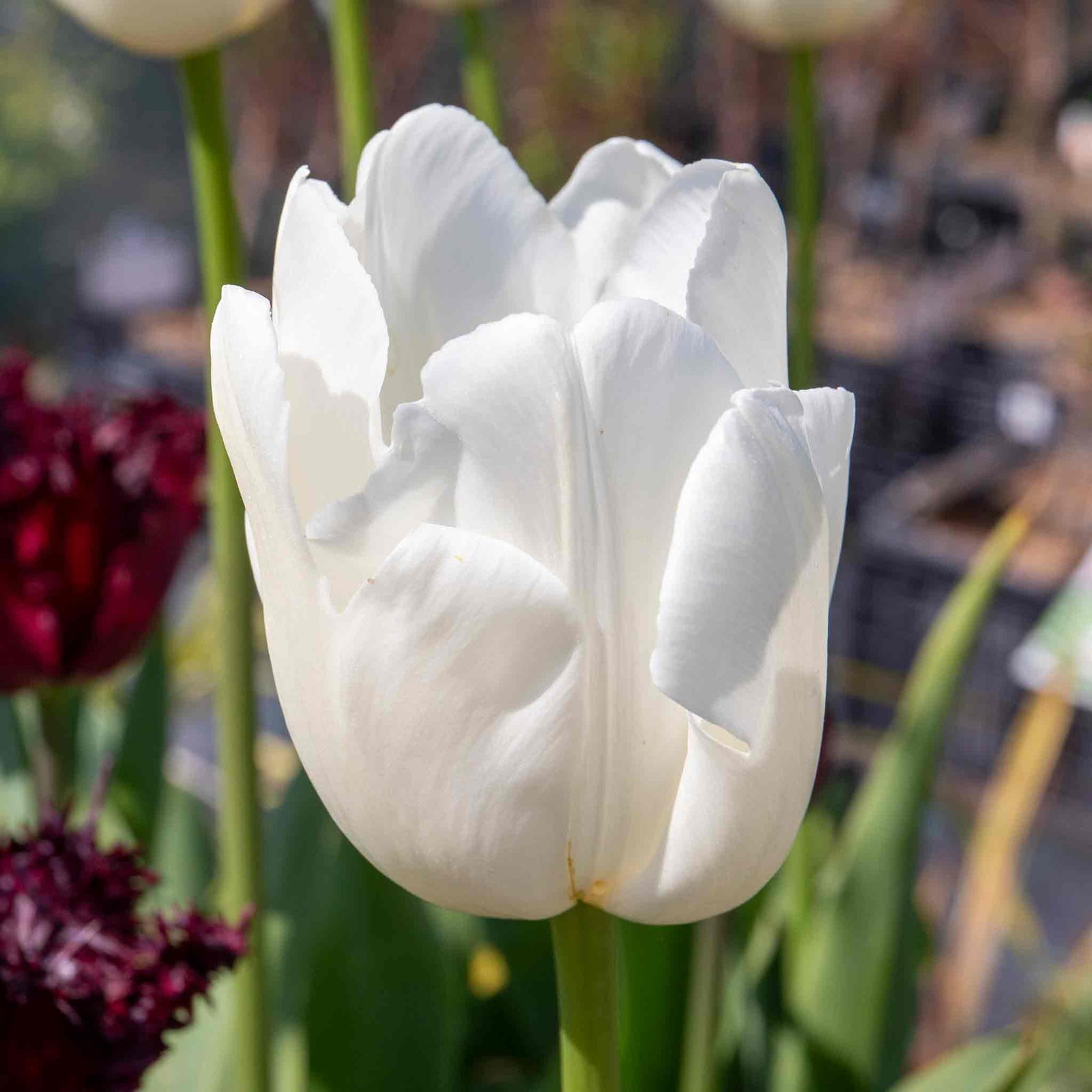 Tulip Clearwater - 1pure White, 50-100 Cm | Set of 10 | White