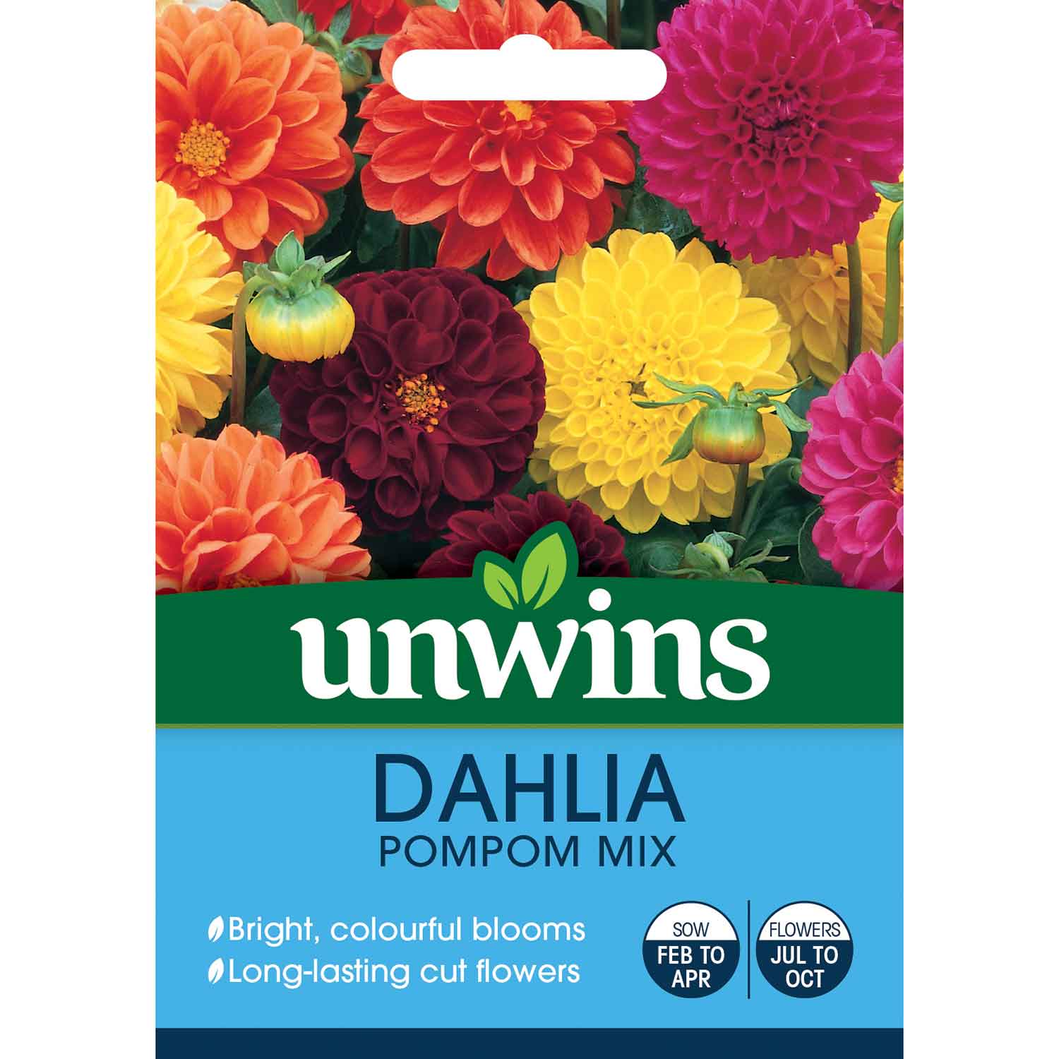 Dahlia Pompom Mix Seeds | 50 Seeds | Multi
