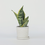 Snake Plant - Sanseviera Trifasciata 'futura Superba' - Height 35-40cm - ⌀12cm | Set-of-1 | Green