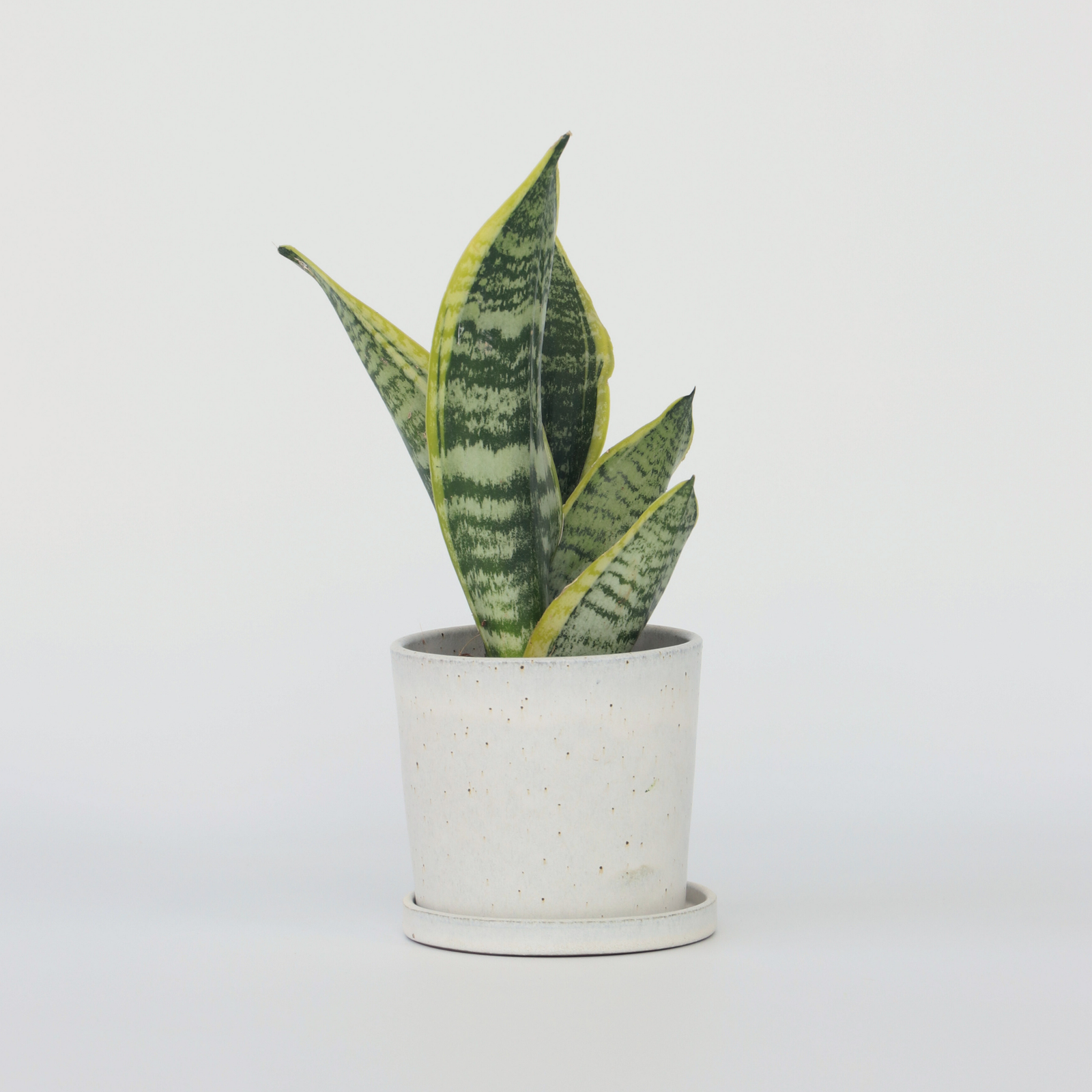 Snake Plant - Sanseviera Trifasciata 'futura Superba' - Height 35-40cm - ⌀12cm | Set-of-1 | Green