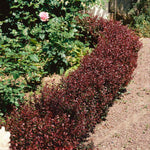 Berberis Thunbergii 'atropurpurea Nana' | 1 x 3L | Neon Orange