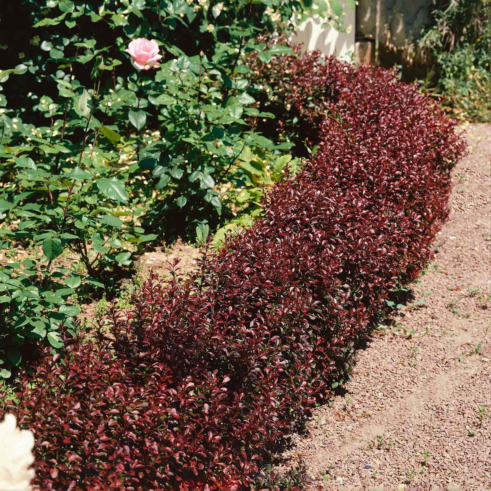 Berberis Thunbergii 'atropurpurea Nana' | 1 x 3L | Neon Orange