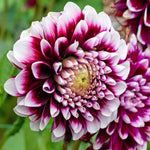 Dahlia 'mystery Day' - 3l Pot | 1 x 3L | Purple