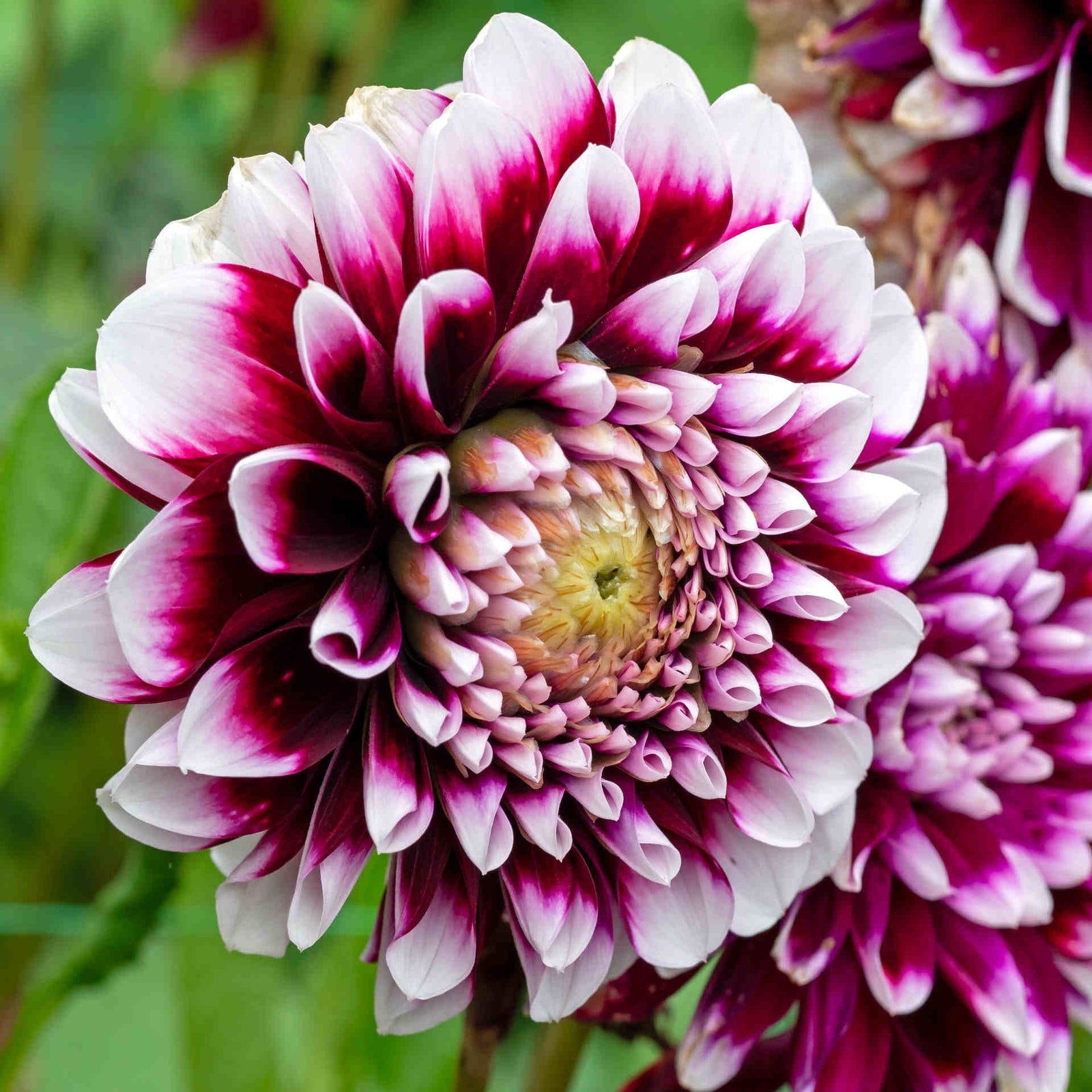 Dahlia 'mystery Day' - 3l Pot | 1 x 3L | Purple