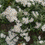 Evergreen Shrub Collection