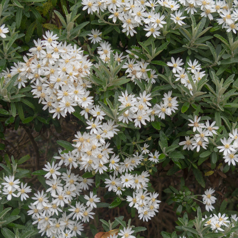 Evergreen Shrub Collection