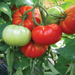 Tomato 'buffalo Steak' Seeds | 10 Seeds