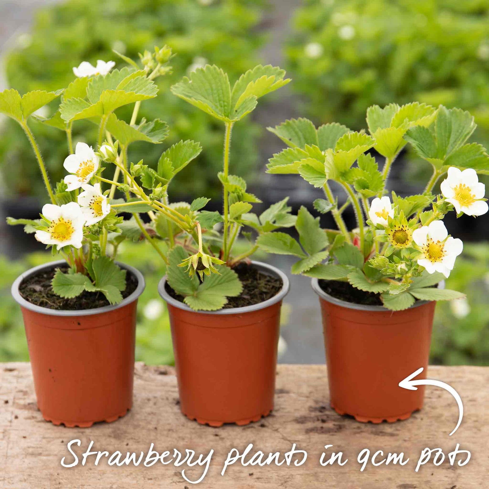 Strawberry Plant Marshmello Plants | 30 x Bare Root | Red