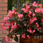 Begonia 'megawatt Rose With Bronze Leaf' - Long-flowering Bedding Plant | 6 x Plug Plants | Multi