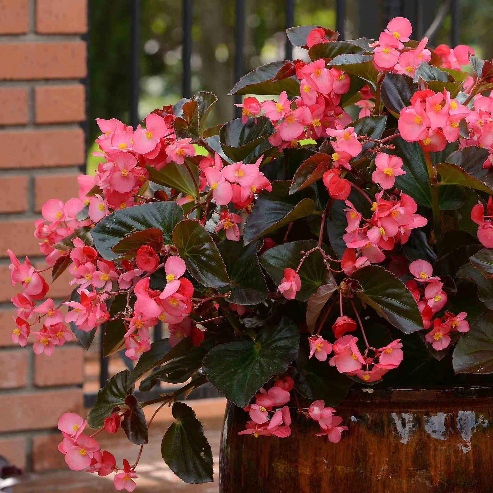 Begonia 'megawatt Rose With Bronze Leaf' - Long-flowering Bedding Plant | 12 x Plug Plants | Multi