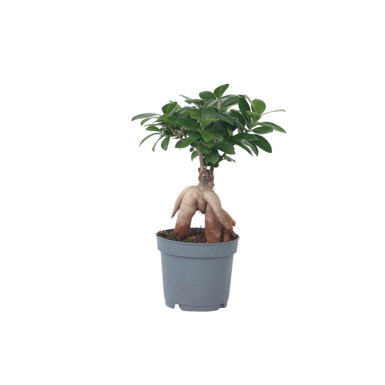 Curtain Fig - Ficus Microcarpa - Height 30-40cm - ⌀12cm | Set of 1 | Green